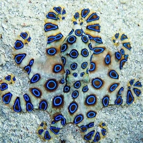 To see a blue ringed octopus is always a highlight! Despite being absolutely adorable it is one of the deadliest animals in the world.  . The little cephalopod doesnt have razor-sharp teeth or even the ability to travel particularly fast but it does produce a paralyzing neurotoxin that can leave unsuspecting company paralyzed  or dead. . Reposted from @mystic_divers . . . . . . . . . . . #itsmorefuninthephilippines #philippines #siquijorisland #siquijor #mysticdivers #tg5 #uwpic #uwphotography # Octopus Photography, Blue Ringed Octopus, Octopus Pictures, Ringed Octopus, Deadly Animals, Underwater Pictures, Beautiful Sea Creatures, Underwater Creatures, Marine Animals