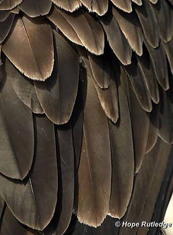 Cinereous Vulture, Bald Eagle Feather, Alas Tattoo, Feather Collection, Wealthy Family, Eagle Painting, Logo Design Inspiration Creative, Wild Animals Pictures, Eagle Feathers