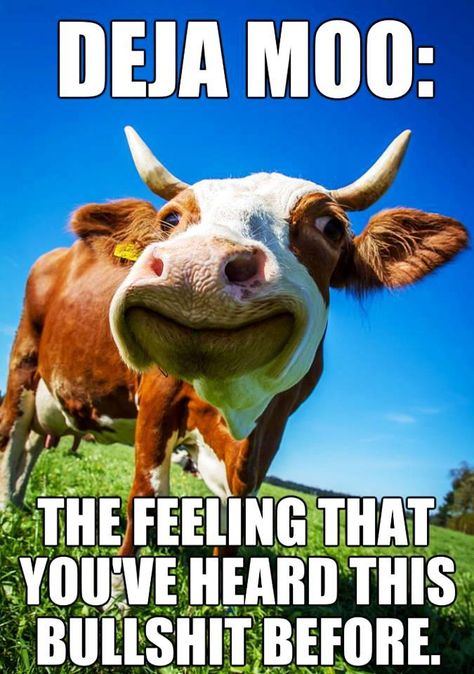 Deja moo the feeling that you've heard this bullshit before Funny Cow Pictures, Deja Moo, Funny Corny Jokes, Cute Good Morning Images, Corny Jokes, Smart Quotes, Cows Funny, Joker Quotes, Funny Jokes For Adults