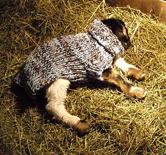 Baby Goats In Sweaters, Goat Projects, Goat Shelters, Goat Crochet, Goat Sweater, Goats In Sweaters, Crochet Coats, Totes Ma Goats, Forest Retreat