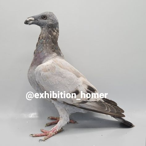 EXHIBITION HOMER PIGEON #exhibitionhomer Homer Pigeon, Pigeon, Animals