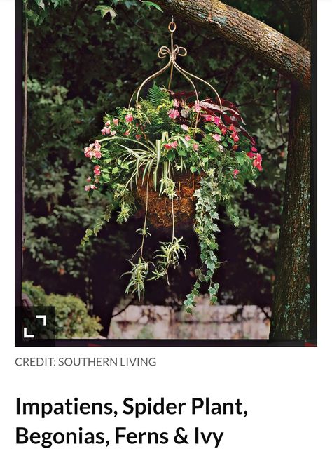 Creeping Jenny, Spider Plant, Garden Basket, Container Gardening Vegetables, Spider Plants, Chelsea Flower Show, Container Flowers, Hanging Garden, Different Flowers