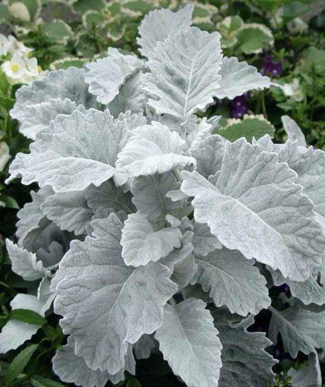 Silver Plant, Patio Planters, Dusty Miller, Moon Garden, Annual Flowers, White Gardens, Foliage Plants, Growing Flowers, Container Plants