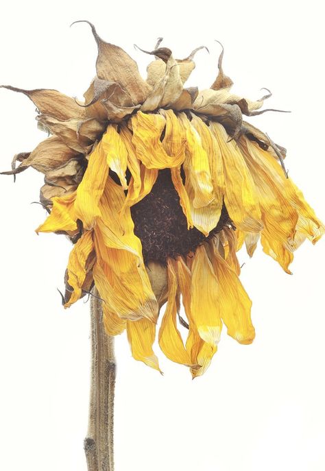 Wilted Flowers, Waste Art, Sunflower Wallpaper, Sunflower Art, Nature Drawing, Sunflower Painting, Puzzle Art, Botanical Drawings, High Art