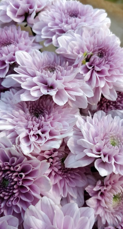 Chrysanthemum Wallpaper Iphone, Chrysanthemum Wallpaper Aesthetic, Crysanthiums Flower, Chrysanthemum Aesthetic Dark, Aesthetic Chrysanthemum, Dahlia Wallpaper, Chrysanthemum Wallpaper, Wallpaper Seamless, Mums Flowers