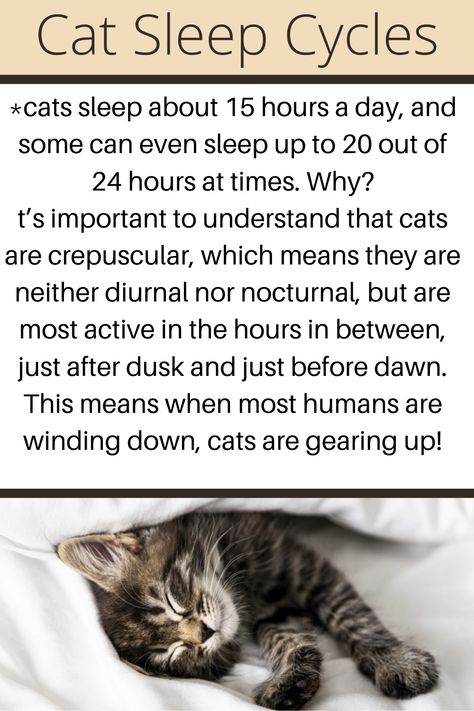 Kitten Tips Life Hacks, Cat Facts Interesting, Cat Tips Life Hacks, Cats Astethic, Cat Facts Text, Cat Sleep, Cat Tips, Colorful Hairstyles, Cat Health Care