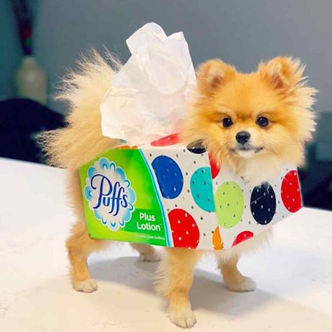 98 Best Halloween Costumes With Dogs: Diy Ideas For Girls, Boys &Amp; Adults 43 Easy Pet Halloween Costumes, Costumes With Dogs, Halloween Costumes For Cats, Costumes For Cats, Diy Pet Costumes, Cute Dog Halloween Costumes, Pet Costumes For Dogs, Puppy Halloween Costumes, Best Dog Costumes