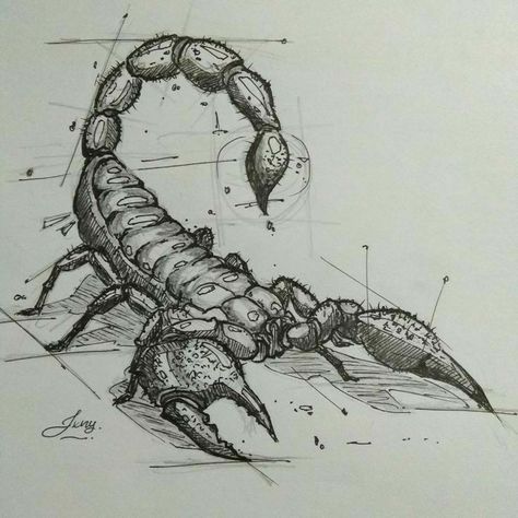 Insect Drawing Sketchbooks, Scorpion Sketch, Scorpion Art, Petit Tattoo, Ancient Drawings, Scorpion Tattoo, Desenho Tattoo, Insect Art, Easy Drawings Sketches