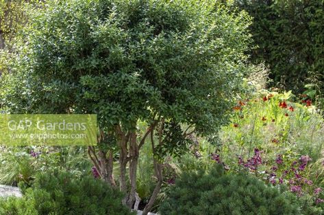 Osmanthus x burkwoodii underplanted with Pinus mugo 'Mops' - The Viking Friluftsliv Garden - RHS Hampton Court Festival 2021 Pinus Mugo, Designing Tips, Plant Photography, Plant Combinations, Garden Plants, The Hamptons, Vikings, Garden Design, Gap