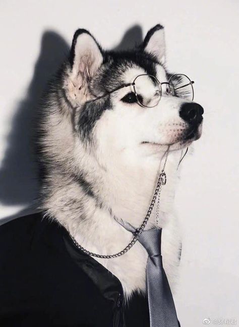 Husky With Glasses, Demon Dog, Cute Husky, Pet Photographer, Pretty Dogs, Pretty Animals, Silly Animals, Rescue Dogs, Cute Little Animals