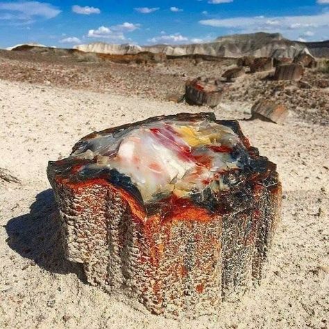 A 225 Million Year Old Petrified Opal Tree Trunk Located In Arizona Petrified Forest National Park, Petrified Forest, Beautiful Rocks, Minerals And Gemstones, Rocks And Gems, Petrified Wood, Gems And Minerals, Stone Rocks, Crystals Minerals