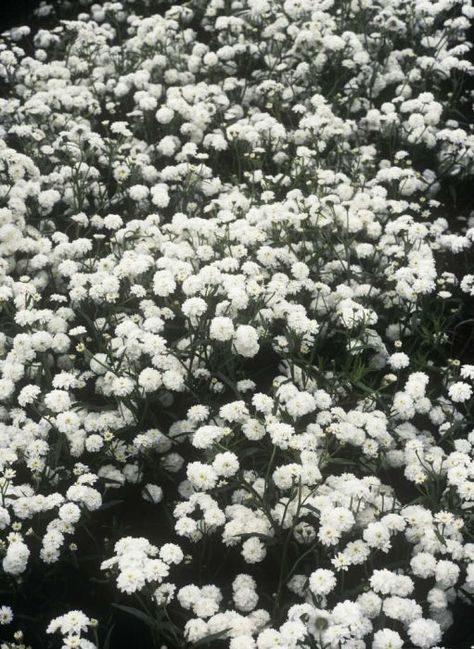 Find help & information on Achillea ptarmica (The Pearl Group) 'The Pearl' (clonal) (d) sneezewort 'The Pearl' from the RHS Achillea Ptarmica, White Perennials, Cold Climate Gardening, Garden Wildflowers, Seaside Garden, Orchid Show, Coastal Garden, Buy Plants Online, Garden Types