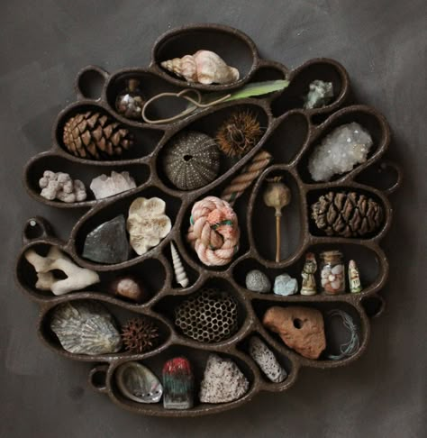 Earthenware 'Curiosity Clouds' Nest Collections of Natural Objects in Sprawling Wall Displays — Colossal Shell Collection Display, Driftwood Succulents, Enchanting Room, Naturalist Decor, Katie Rose, Nature Display, Shell Display, Installation Street Art, Food Sculpture