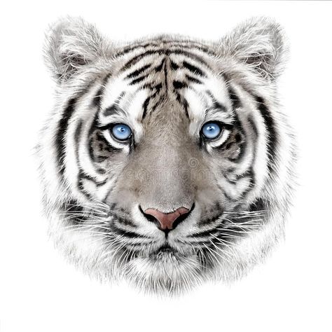 Hand-drawing portrait of a white bengal tiger. With blue eyes isolated on white #Sponsored , #PAID, #AD, #portrait, #drawing, #eyes, #white White Tiger Tattoo, Tiger Sketch, Tiger Drawing, Tiger Love, Tiger Pictures, Drawing Portrait, Watercolor Stickers, Film Design, Tiger Face