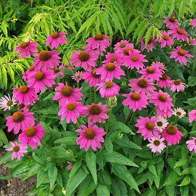 Echinacea 'Pow Wow Wild Berry' is a shorter form of echinacea Oklahoma Garden, Spring Scenery, Landscape Plants, Zone 5, Wild Berry, Pow Wow, April Showers, May Flowers, Landscaping Plants