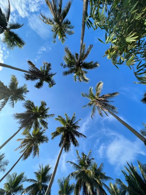 Coconut Asthetics, Summer Asthetics Photos, Coconut Tree Aesthetic, Coconut Tree Wallpaper, Tree Desktop Wallpaper, Palm Tree Background, Ios Emoji, Creative School Project Ideas, Beach Sunset Wallpaper