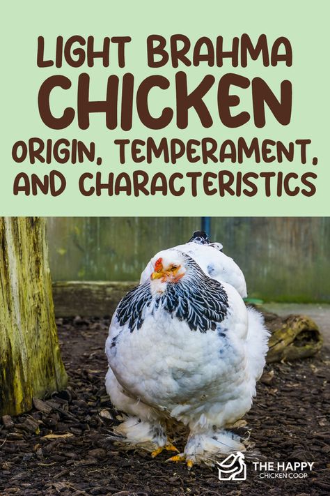 Brahma Chicken Coop, Dark Brahma Chicken, Brahma Chicken Eggs, Big Chicken Breeds, Buff Brahma Chicken, Giant Chicken Breeds, Light Brahma Chicken, Chickens Breeds, Brahma Rooster