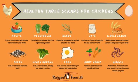 Chicken Food & Safe Scraps - Backyard Farm Life Chicken Scraps List, Can Chickens Eat Carrots, Food Scraps For Chickens, Spices To Add To Chicken Feed, Treats For Chickens In Summer, What Can Chickens Eat, Wild Chicken, Chicken Diet, Different Fruits And Vegetables