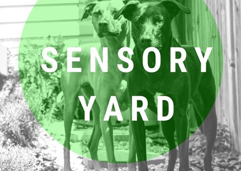 Dog Safe Vegetables, Dog Sensory, Planting Green Beans, Dog Bucket List, Dog Play Area, Dog Friendly Backyard, Dog Yard, Dog Playground, Sensory Garden