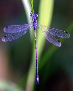 Dragonfly Tatoos, Dragonfly Facts, Dragonfly Photos, Dragon Flys, Dragonfly Painting, Tattoos Infinity, Tattoos Mandala, Dragonfly Dreams, Inspiration Tattoo