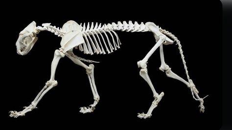 Lion Skeleton, Vet Anatomy, Lion Anatomy, Animal Skeleton, Skull Reference, Skeleton Anatomy, Cat Skeleton, Cats Art Drawing, Cat Anatomy