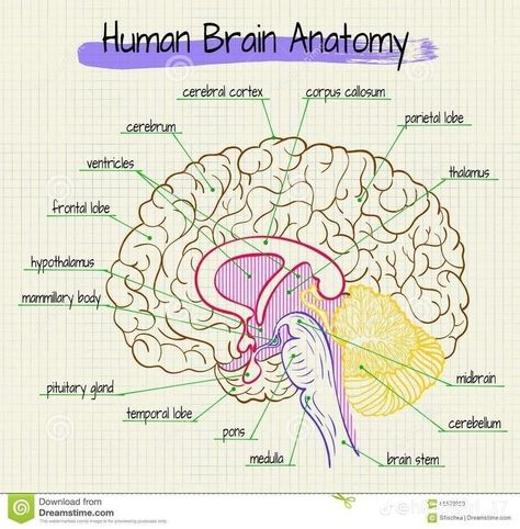 Human Brain Anatomy, Brain Diagram, Anatomical Brain, Sistem Saraf, Psychology Notes, Basic Anatomy And Physiology, Study Biology, Nurse Study Notes, Sketch Note