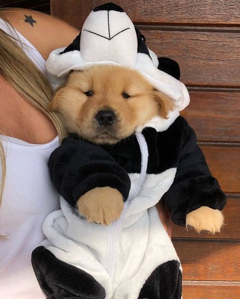 Puppies In Pajamas, Golden Retriever Mix, Super Cute Puppies, Cute Dog Photos, Really Cute Dogs, Baby Animals Pictures, Cute Little Puppies