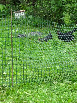 Moveable Fence Ideas, Temporary Chicken Fence, Chicken Yard Fence, Temporary Garden Fence, Temporary Chicken Run, Chicken Fence Ideas Diy, Chicken Pens Ideas Fence, Diy Chicken Fence, Chicken Fencing Ideas