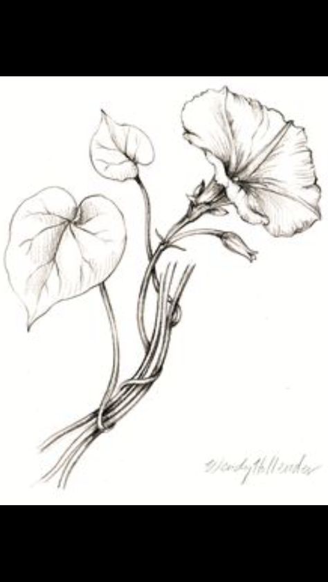 Morning Glory Tattoo, Morning Glory Vine, Vine Drawing, Morning Glory Flowers, Tree Drawings Pencil, Vine Tattoos, Garden Vines, Books Art, Draw Art