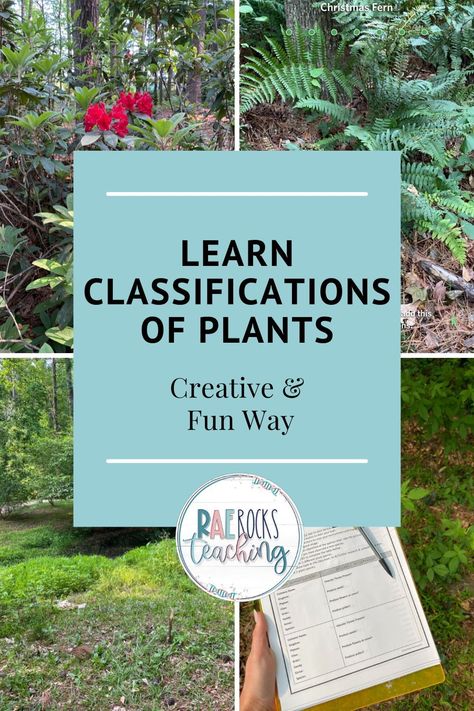 Plant Classification Chart, Plant Classification Activities, Classifying Plants, Plant Anatomy, Teaching Plants, Biology Activity, Plant Classification, Planting For Kids, Plant Activities