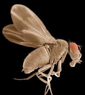 A coloured picture of a fruit fly, taken with a scanning electron microscope (Image: Thomas Deerinck/NCMIR/SPL) Drosophila Melanogaster, Scanning Electron Microscope Images, Dragonfly Eyes, Electron Microscope Images, Glial Cells, Scanning Electron Microscope, Scanning Electron Micrograph, Microscopic Photography, Eco Art