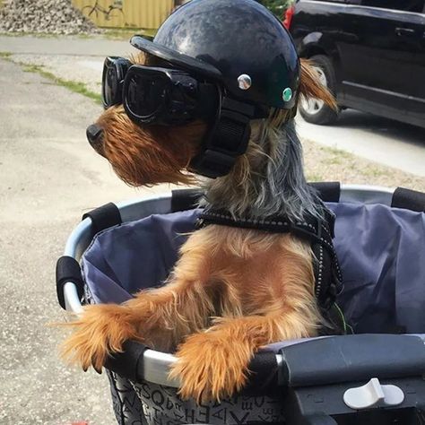 💖 Pet Helmets Dog Cat Bicycle Motorcycle Helmet with Sunglasses Safety Doggie Hat for Traveling Head Protection Pet Supplies S / M 💖 by Samag Shop At cheap price 🤑 Shop now 🛍️ at https://tinyurl.com/2xnzqknm Dog Motorcycle, Dog Helmet, Pet Gear, Head Protection, Pet Fashion, Medium Sized Dogs, Riding Motorcycle, Motorcycle Helmet, Motorcycle Helmets