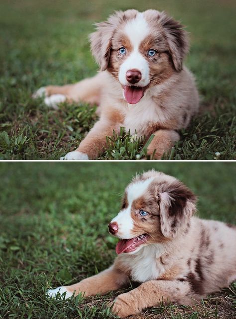 My sweet puppy henry at 12weeks. Mini Aussie/miniature australian shepherd/americans shepherd or whatever you want to call him;) Mini Aussie Puppy, Red Merle Australian Shepherd, Merle Australian Shepherd, American Shepherd, Aussie Puppies, Aussie Dogs, Australian Shepherd Dogs, Blue Heeler, Shepherd Puppies