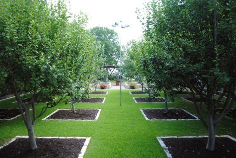 Orchard Fruit Trees Garden Design, Fruit Garden Design, Tree Garden Design, Fruit Trees Backyard, Fruit Tree Garden, Orchard Design, Orchard Garden, Taman Diy, Desain Lanskap