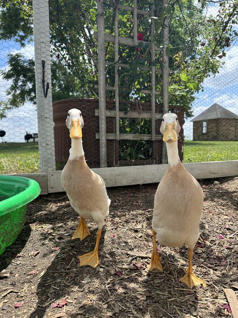 Fawn And White Runner Ducks, Can Ducks And Chickens Live Together, Ducks On A Farm, Running Ducks Garden, Runner Duck Coop Ideas, Runner Ducks Coop, Indian Runner Ducks House, Runner Duck Coop, Runner Ducks In Garden