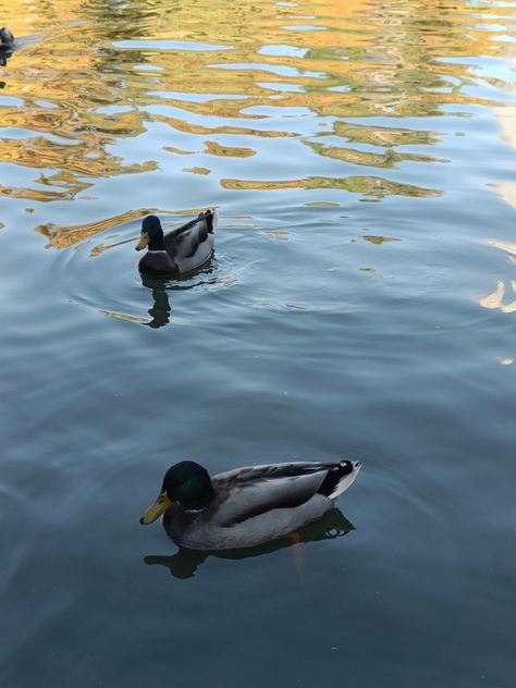 ducks in a pond hehe Ducks In Nature, Duck Pond Aesthetic, Duck In A Pond, Ducks In Water, Ducks In Pond, Ducks In A Pond, Athletic Pictures, Duck In Water, Duck Painting