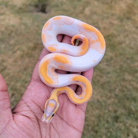 Super Orange Dream Enchi Yellowbelly Banana Hypo Pied Ball Python by Armless Angels LLC Banana Pied Ball Python, Ball Python Drawing, Snake Personality, Python Drawing, Pied Ball Python, Bearded Dragon Terrarium, Danger Noodles, Pretty Snakes, Ball Python Morphs