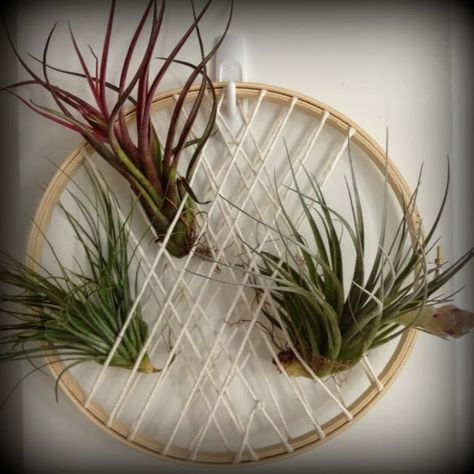 DIY Air Plant Hanger Collection from Nine Red Air Plants Diy, Air Plant Hanger, Plant Display Ideas, Air Plants Decor, Air Plants Care, Air Plant Display, Wall Interior, Diy Macrame Plant Hanger, Air Plant Terrarium