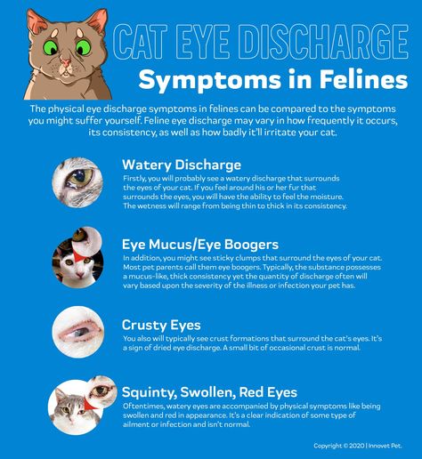 Cat Eye Discharge – Innovet Pet Kitten Eye Infection, Cat Eye Problems, Cat Eye Infection, Cat Behaviour, Cat Corner, Kitten Eyes, Cat Language, Eye Infections, Cat Hacks