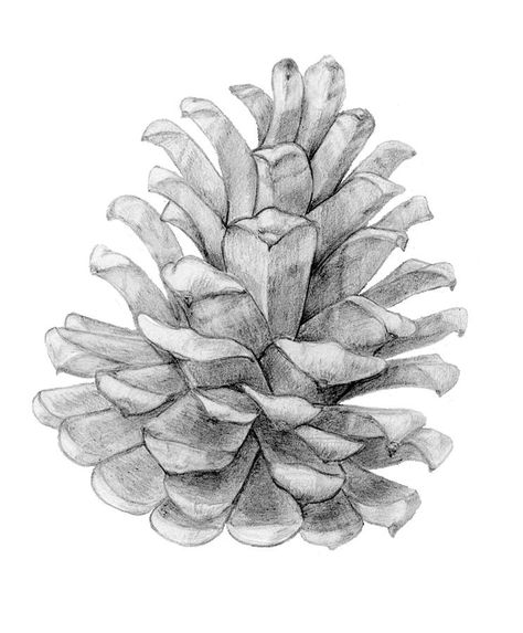 Pine Cone Drawing, Pinecone Tattoo, Cone Drawing, Simple Line Drawings, White Drawing, Landscape Drawings, Art Instructions, Pine Cone, Christmas Watercolor