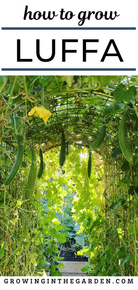 Grow Luffa, Arizona Gardening, Let It Grow, Vegetable Garden Planner, Benefits Of Gardening, Sensory Garden, Veg Garden, School Garden, Vegetable Garden Design