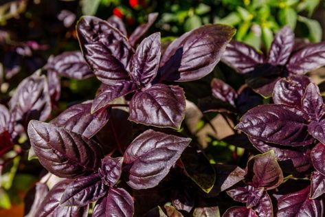 Purple Basil, Basil Seeds, Planting Tools, Basil Plant, Gothic Garden, Perennial Shrubs, Fruit Seeds, Tomato Seeds, Aromatic Herbs