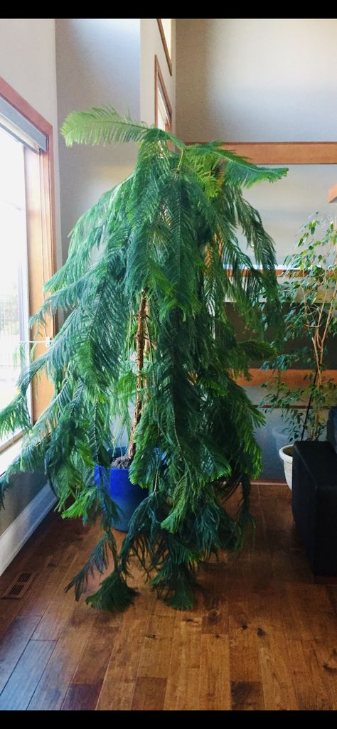 Norfolk Pine Christmas Tree, Norfolk Pine Indoor, Norfolk Pine Tree, Norfolk Island Pine, Style Plants, Plant Friends, Indoor Oasis, Outdoors Indoors, Tree Indoor