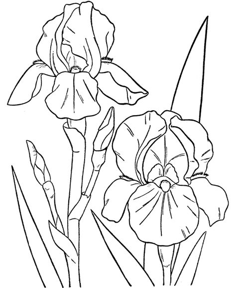 Free Printable Flower Coloring Pages For Kids - Best Coloring Pages For Kids Irises Flowers Drawing, Iris Flower Outline, How To Draw Iris Flower, Iris Painting Acrylic Easy, Iris Flowers Drawing Easy, How To Draw An Iris, Iris Drawing Tutorial, How To Draw Iris, Iris Drawing Simple