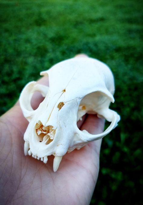 Clay Animal Skull, Skull Identification, Small Animal Skull, Wolfs Bane, Animals Skull, Satanic Tattoos, Dog Skull, Skull Hand Tattoo, Skull Anatomy