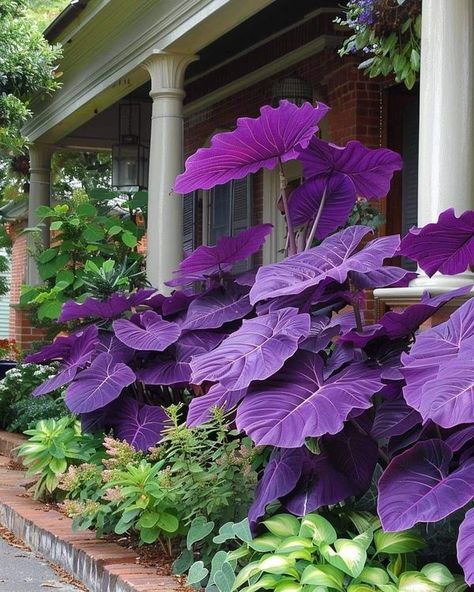 Elephant Ears Plants, Colocasia Esculenta, Flower Elephant, Colorful Shrubs, Elephant Ear Plant, Perennial Grasses, Purple Leaves, Purple Elephant, Purple Garden