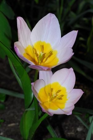 Tulip bakeri saxatilis Sarah Raven Productive Garden, Plants And Gardening, Sarah Raven, Save Nature, Kitchen Kit, Shine The Light, Green Tech, Eco Living, Autumn Nature