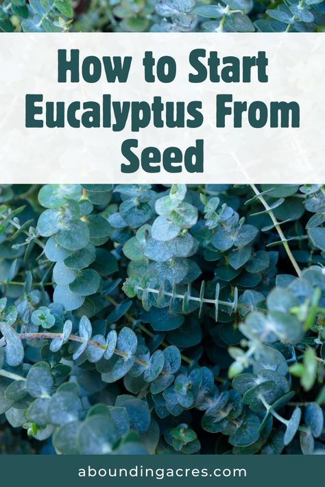 Eucalyptus is known for a wide variety of uses. Learn how to successfully grow eucalyptus from seed in this blog post. How To Grow Eucalyptus, Grow Eucalyptus, Flower Gardens, How To Grow, Flower Garden, To Grow, Blog Post, To Start, Seeds