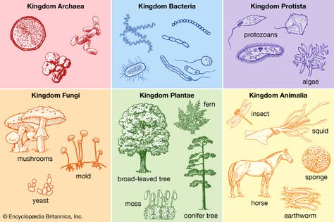 Animal Classification Project, Animal Taxonomy, Taxonomy Classification, Crazy Plants, Kingdom Classification, Biological Classification, Taxonomic Classification, Plant Biology, Plant Classification