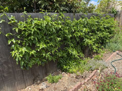 Passion Fruit Pergola, Passionfruit Vine Trellis, Passion Fruit Plant Trellis, Passion Fruit Vine Trellis, Growing Passion Fruit, Passionfruit Vine, Passion Fruit Plant, Fruit Growing, Building A Trellis